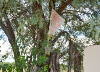 Invierte Tamaulipas en prevención y monitoreo contra el gusano barrenador