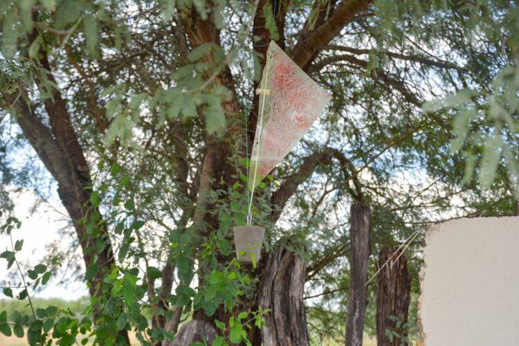 Invierte Tamaulipas en prevención y monitoreo contra el gusano barrenador