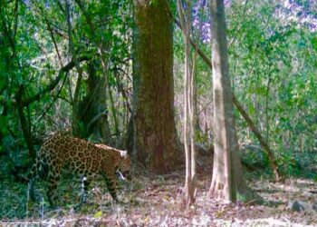 Promueve Gobierno de Tamaulipas programas de conservación de fauna