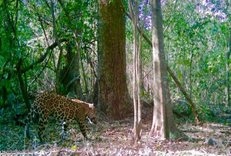 Promueve Gobierno de Tamaulipas programas de conservación de fauna