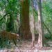 Promueve Gobierno de Tamaulipas programas de conservación de fauna