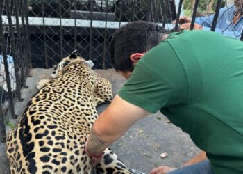 Rescata y libera Comisión de Parques ejemplar de jaguar