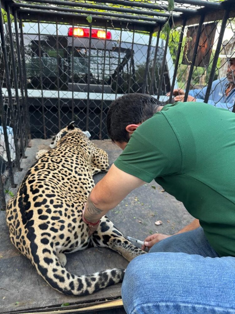 Rescata y libera Comisión de Parques ejemplar de jaguar