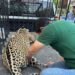 Rescata y libera Comisión de Parques ejemplar de jaguar