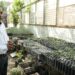 Implementa la UAT manejo sustentable del maguey mezcalero en Miquihuana