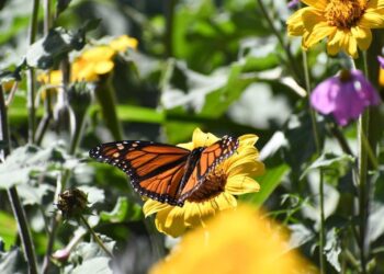 Impulsa Tamaulipas polinización en ruta de la mariposa monarca