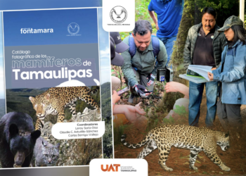 Difunde la UAT catálogo fotográfico de los mamíferos de Tamaulipas