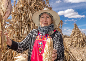 Beneficia AGRICULTURA a 2 millones de beneficiarios de Producción para el Bienestar en 2025