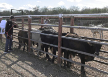 Disminuyen 86% de casos de gusano barrenador del ganado en Tamaulipas: AGRICULTURA
