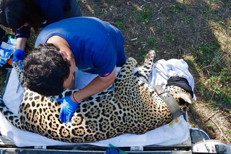 Jaguar rescatado sano y salvo en Gómez Farías: Comisión de Parques