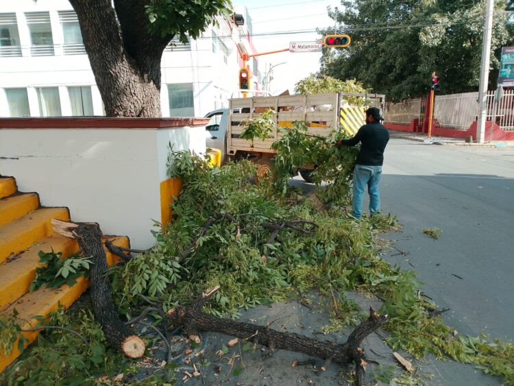 Activa Municipio operativo de limpieza y prevención por fuertes vientos en Victoria.