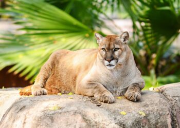 Buscan renovar experiencia del Zoológico Tamatán con nuevas especies