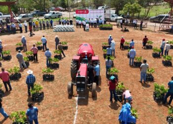 Impulsa Guémez al sector citrícola con apoyos directos a productores