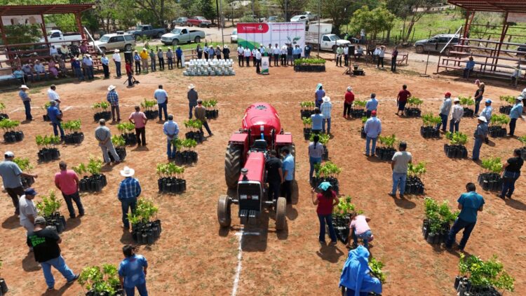Impulsa Guémez al sector citrícola con apoyos directos a productores