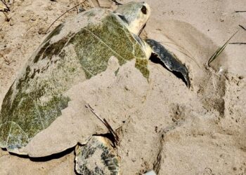 Intensifica Tamaulipas monitoreo y resguardo de nidos de tortuga lora
