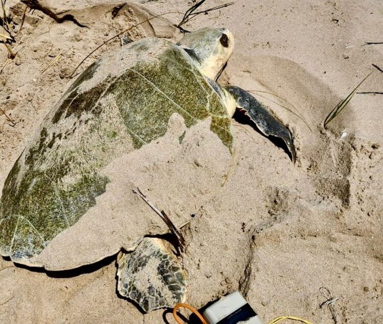 Intensifica Tamaulipas monitoreo y resguardo de nidos de tortuga lora