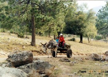 A cómo dijeron que anda la gasolina?