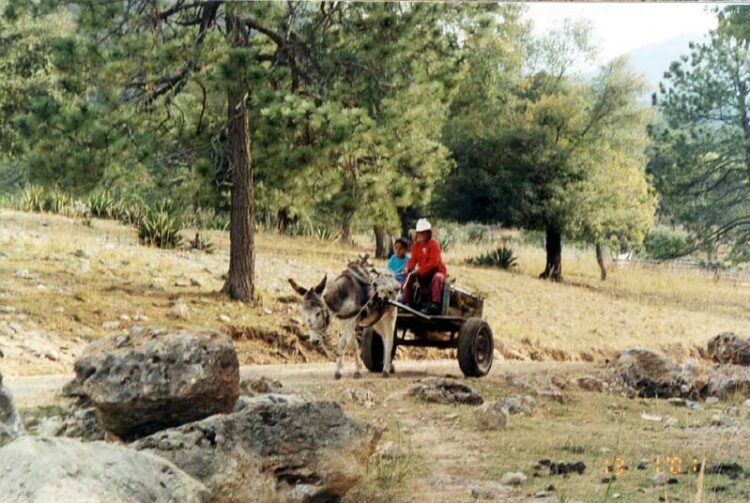 A cómo dijeron que anda la gasolina?