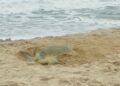 Supera Tamaulipas los 222 mil huevos de tortuga lora protegidos