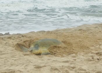 Supera Tamaulipas los 222 mil huevos de tortuga lora protegidos