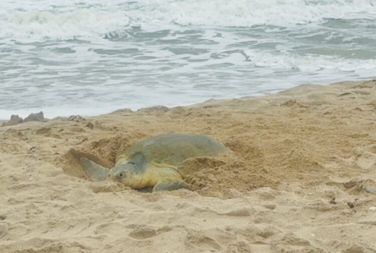 Supera Tamaulipas los 222 mil huevos de tortuga lora protegidos