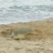 Supera Tamaulipas los 222 mil huevos de tortuga lora protegidos
