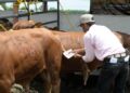 Impulsa Gobierno de Tamaulipas  competitividad del sector ganadero