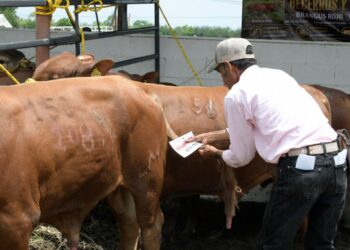 Impulsa Gobierno de Tamaulipas  competitividad del sector ganadero