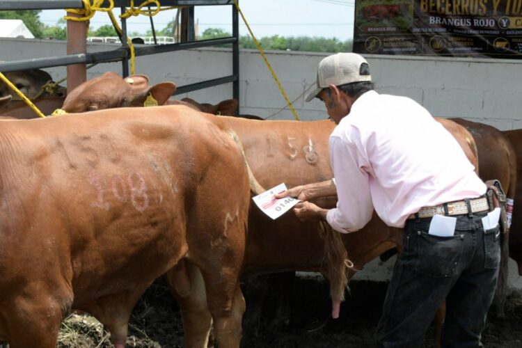 Impulsa Gobierno de Tamaulipas  competitividad del sector ganadero
